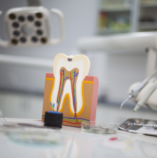 Model of a tooth showing the root canals and nerves inside of it